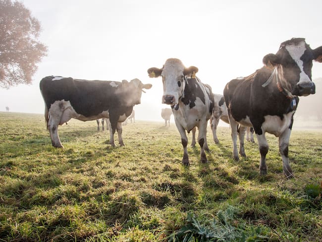 Imagen de referencia de vacas: Foto: Getty Images