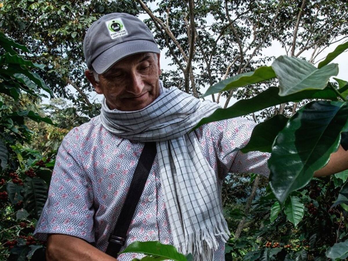 Los cafetales no han florecido: Federación Nacional de Cafeteros