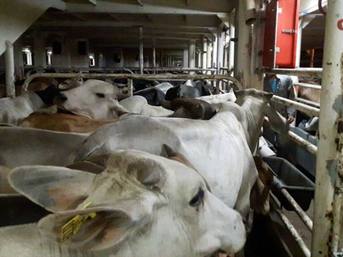 Más de 900 semovientes hurtados fueron recuperados en Arauca