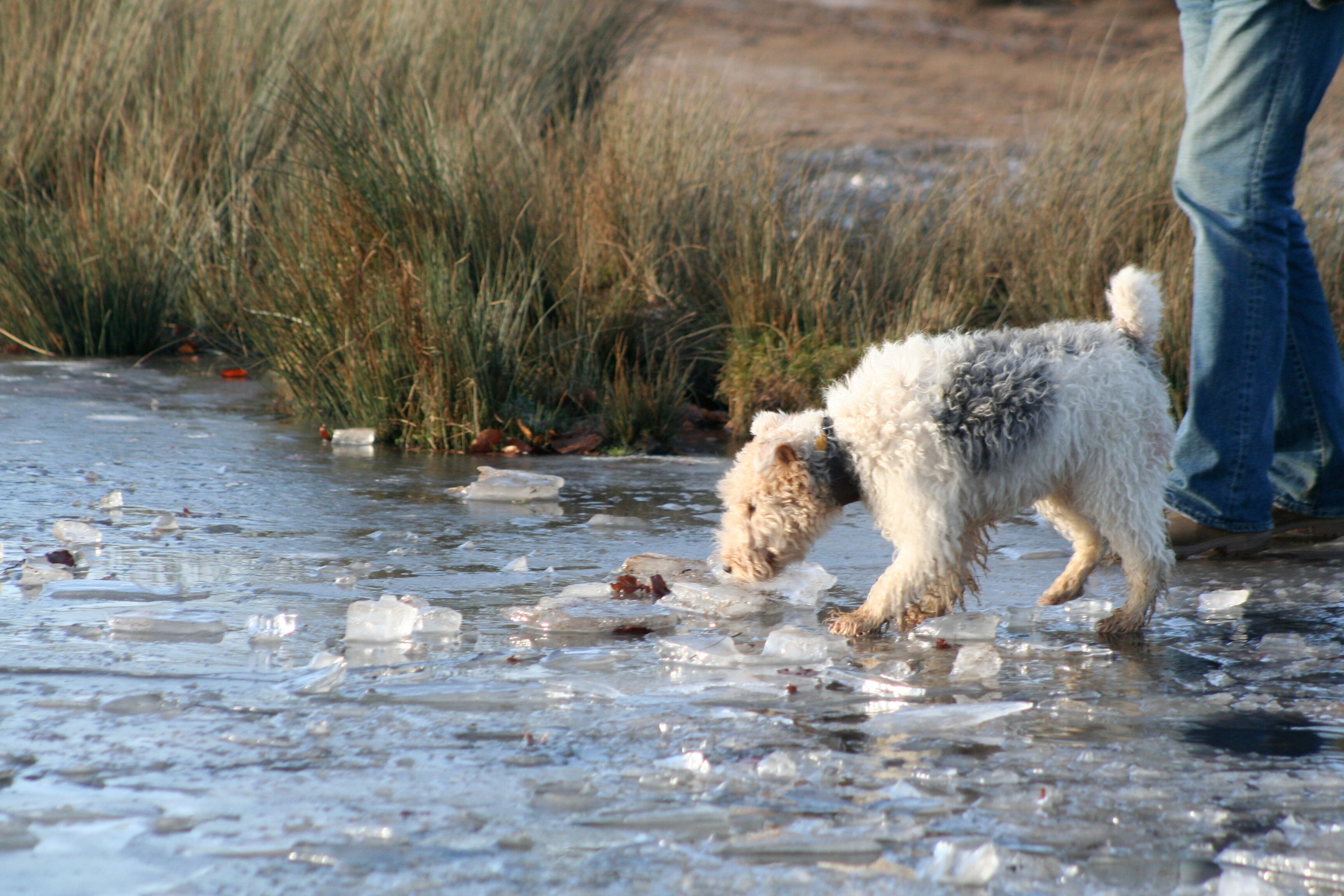 Tres menores murieron al caer a un lago congelado, ubicado en la zona de Kingshurst de Solihull, en el centro de Inglaterra.