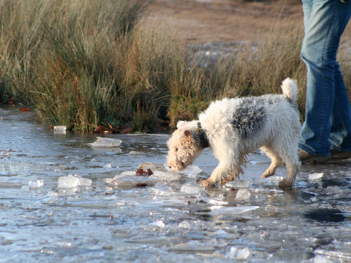 Mueren tres niños tras caer en un lago congelado en el centro de Inglaterra