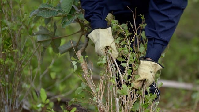 Según el último reportaje de la Organización de las Naciones Unidas, descienden los cultivos de hoja de coca en Colombia. Foto: Getty Images