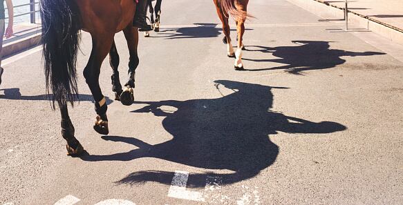 Foto referencia de Caballos. Foto: Getty Images