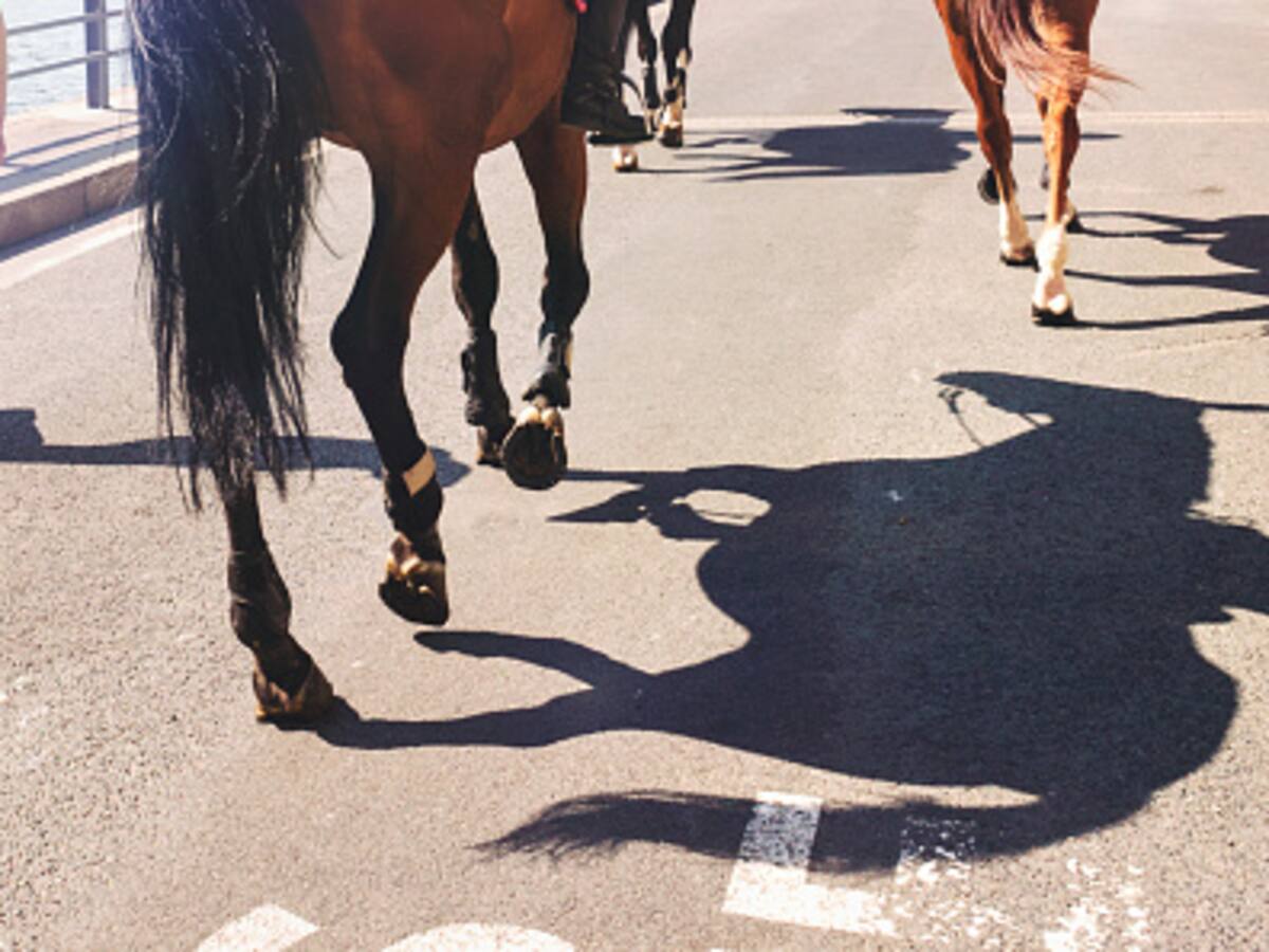 Pese a programa de sustitución animal, continúa alquiler de caballos en Barranquilla