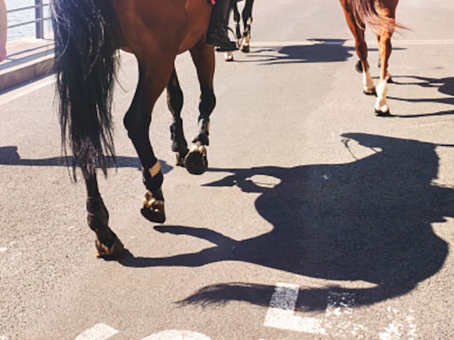 Foto referencia de Caballos. Foto: Getty Images
