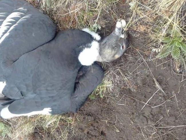 Cóndores que murieron en la Sierra Nevada comieron carne envenenada: Parques Naturales. Foto: Alcaldía de Ciénaga