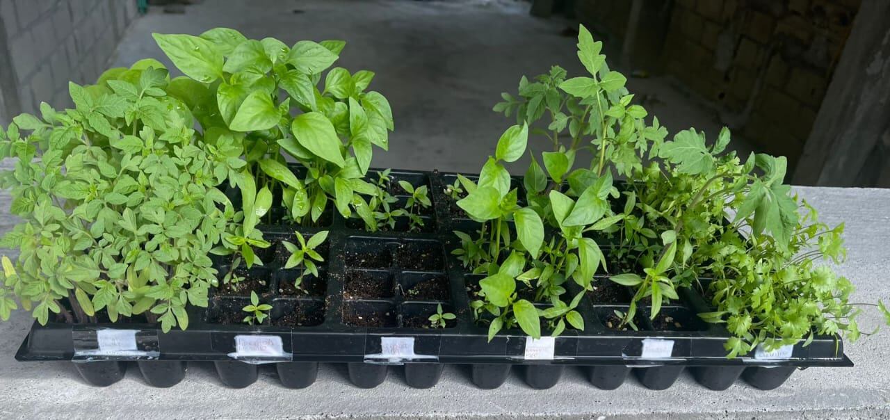 Entrega de kits de abastecimiento alimentario a familias afrodescendientes y rurales de Santa Marta/ Suministrada.