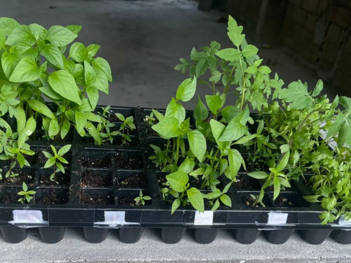 Entrega de kits de abastecimiento alimentario a familias afrodescendientes y rurales de Santa Marta