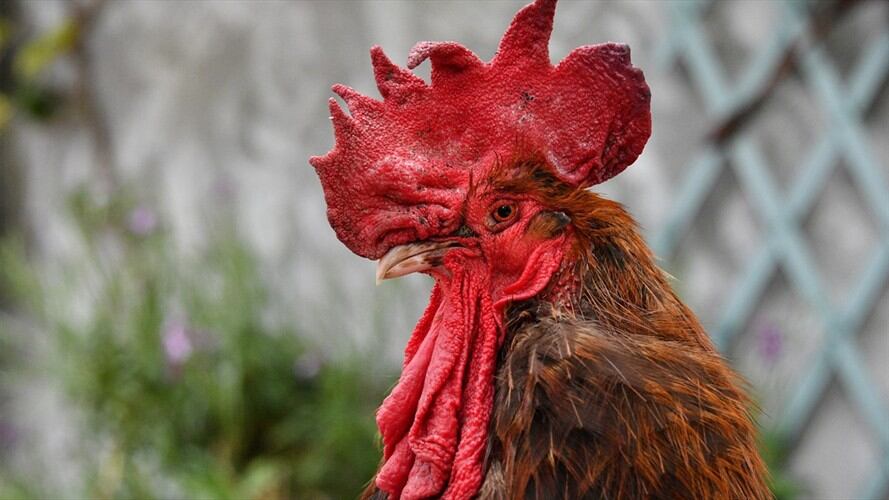 Maurice gallo francés. Foto: Agencia AFP