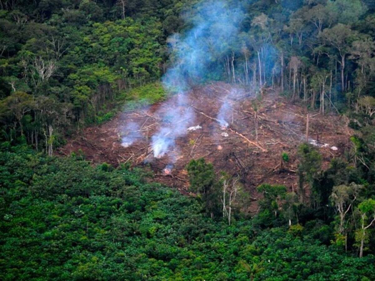 Sancionan ley que castiga penalmente la deforestación