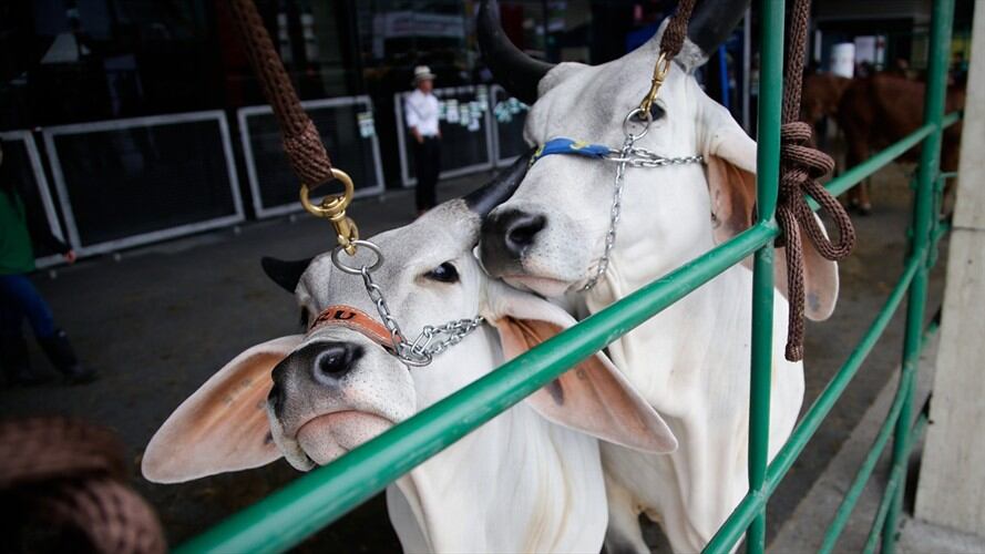 El ex contralor Edgardo Maya Villazón envió en agosto de 2018 una carta a Andrés Valencia, ministro de Agricultura. . Foto: Colprensa