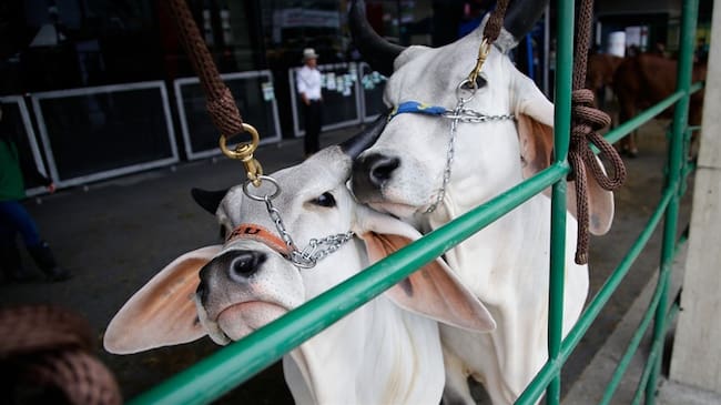 El ex contralor Edgardo Maya Villazón envió en agosto de 2018 una carta a Andrés Valencia, ministro de Agricultura. . Foto: Colprensa