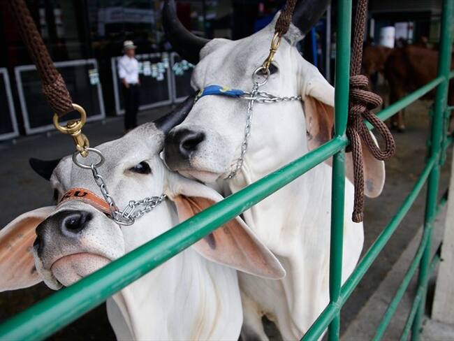 El ex contralor Edgardo Maya Villazón envió en agosto de 2018 una carta a Andrés Valencia, ministro de Agricultura. . Foto: Colprensa
