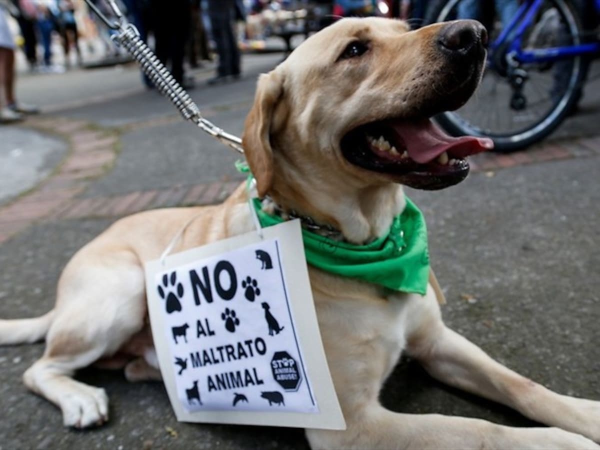 Judicializada mujer que habría lanzado a un cachorro desde un segundo piso