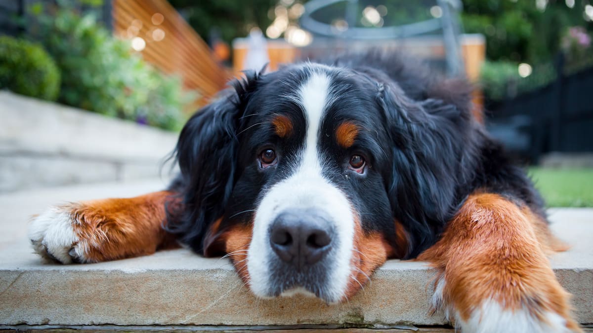 Se busca a Kiara: una bernés de la montaña que lleva dos semanas desaparecida