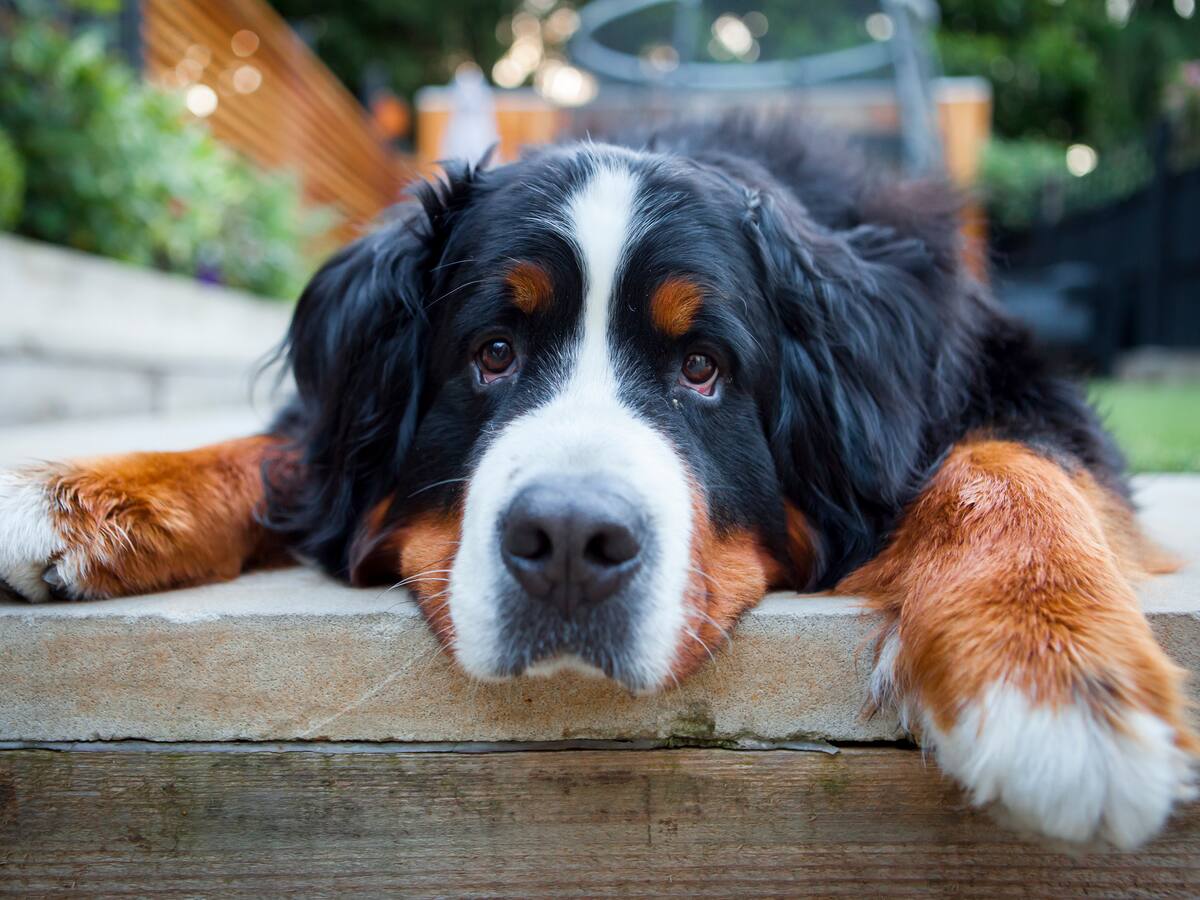 Se busca a Kiara: una bernés de la montaña que lleva dos semanas desaparecida