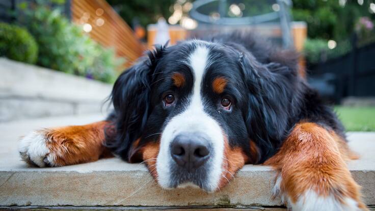 Se busca a Kiara: una bernés de la montaña que lleva dos semanas desaparecida