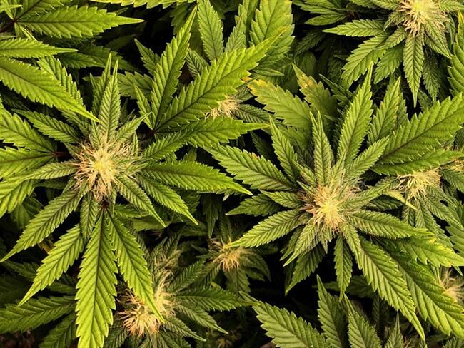 La exportación de flor seca es muy importante para Colombia: Asocolcanna