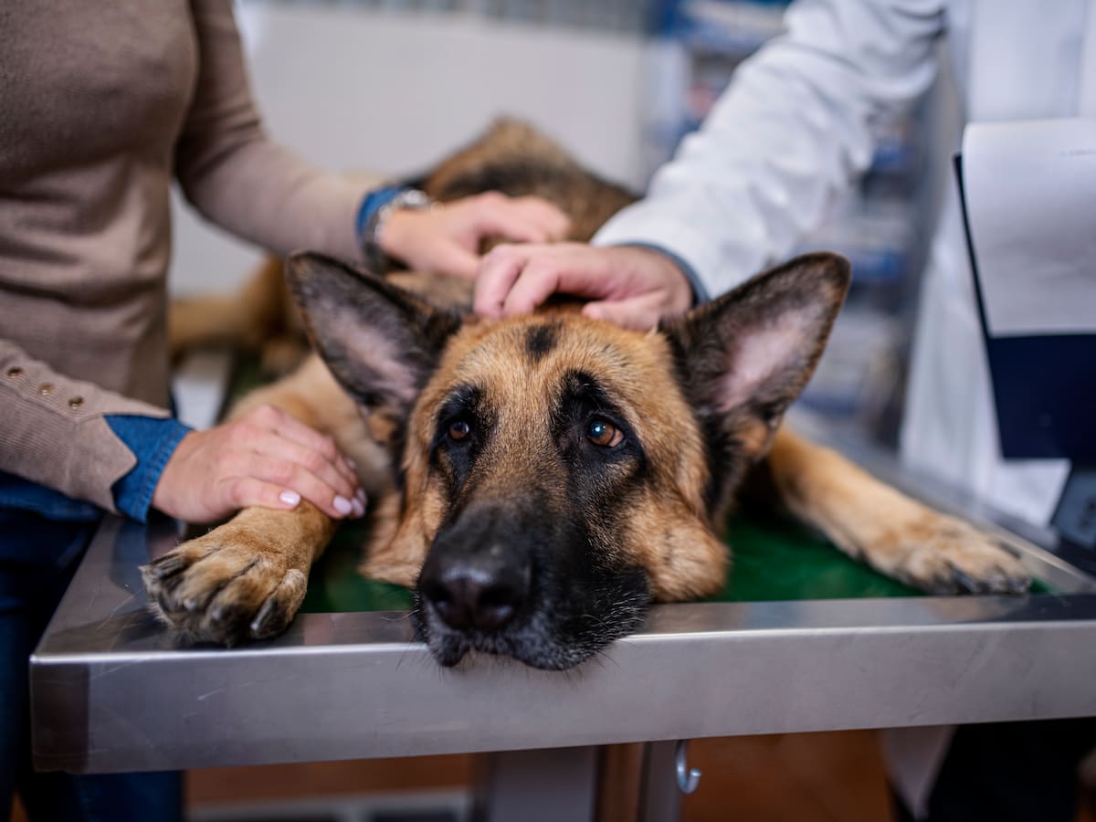 Este es el país que le da licencia laboral si su mascota se enferma: da hasta tres días al año