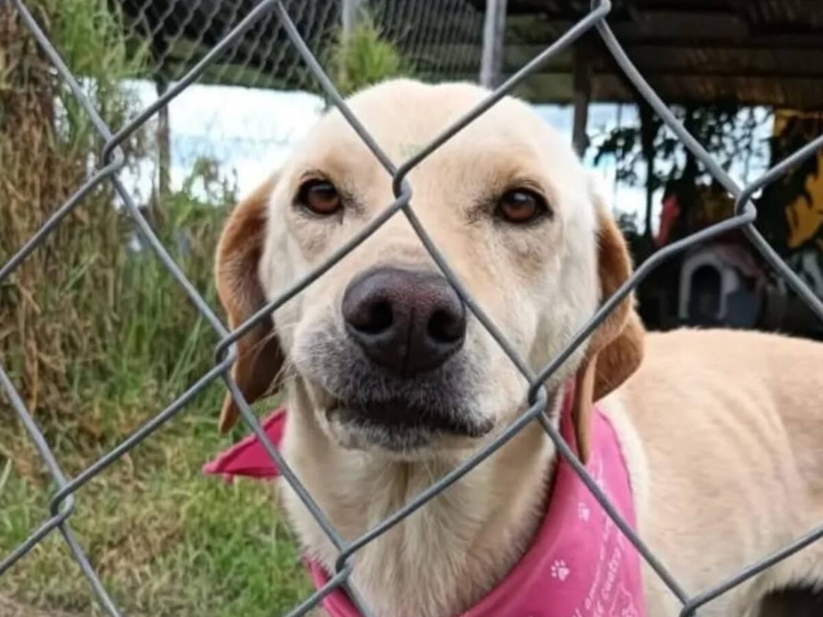 Soluciones W: Tres meses de comida para los perros de Rufo Salvando Vidas