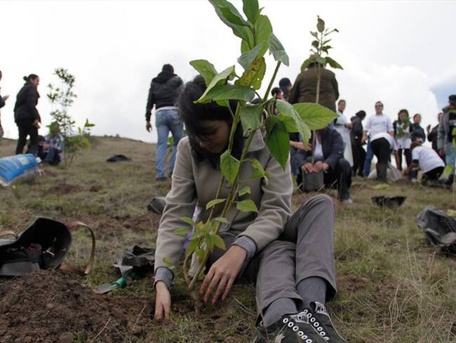 MinAgricultura anunció medidas para estimular la reforestación en Colombia. Foto: Colprensa