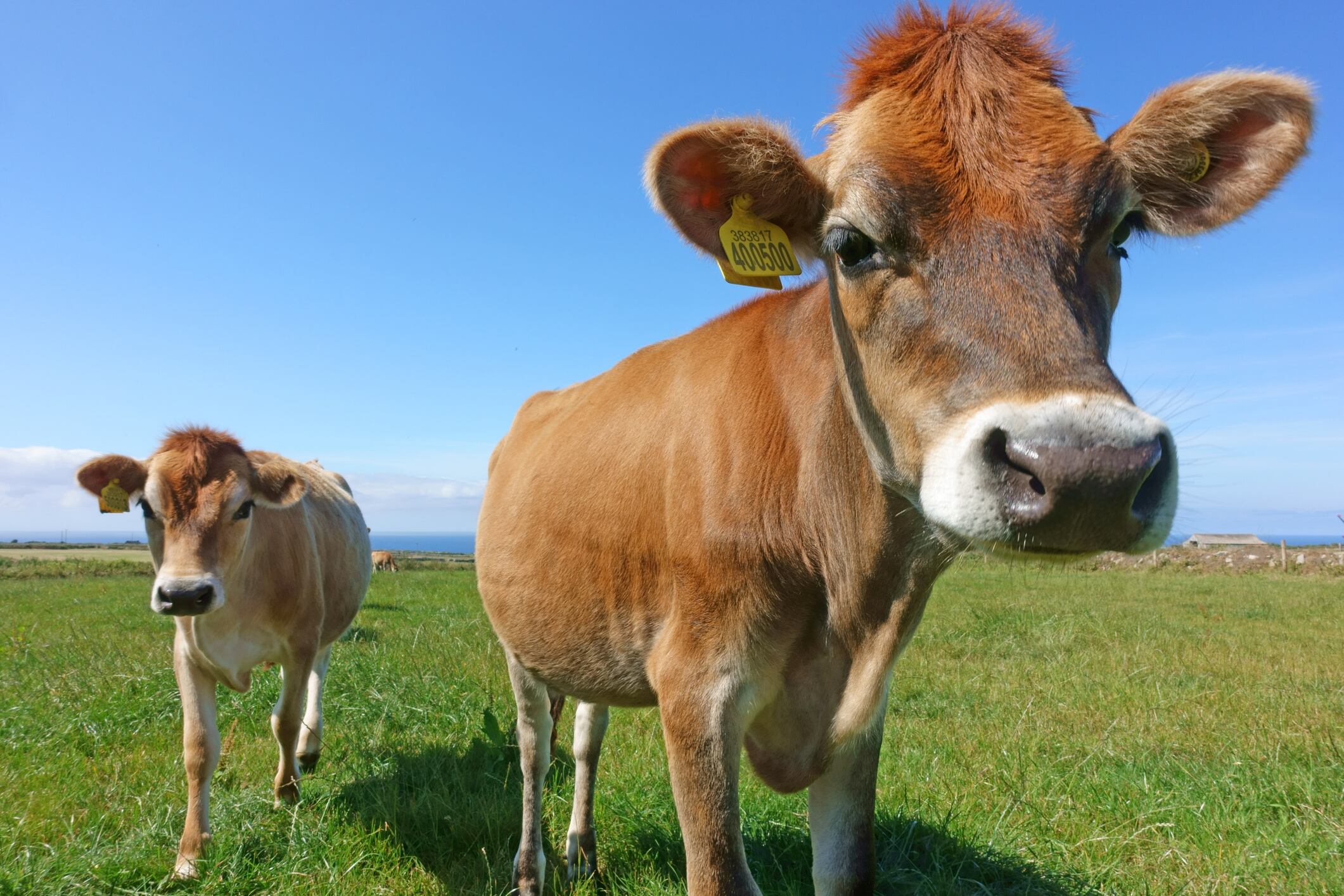 Un mujer fue embestida por un ternero que entró a un hospital en Antioquia