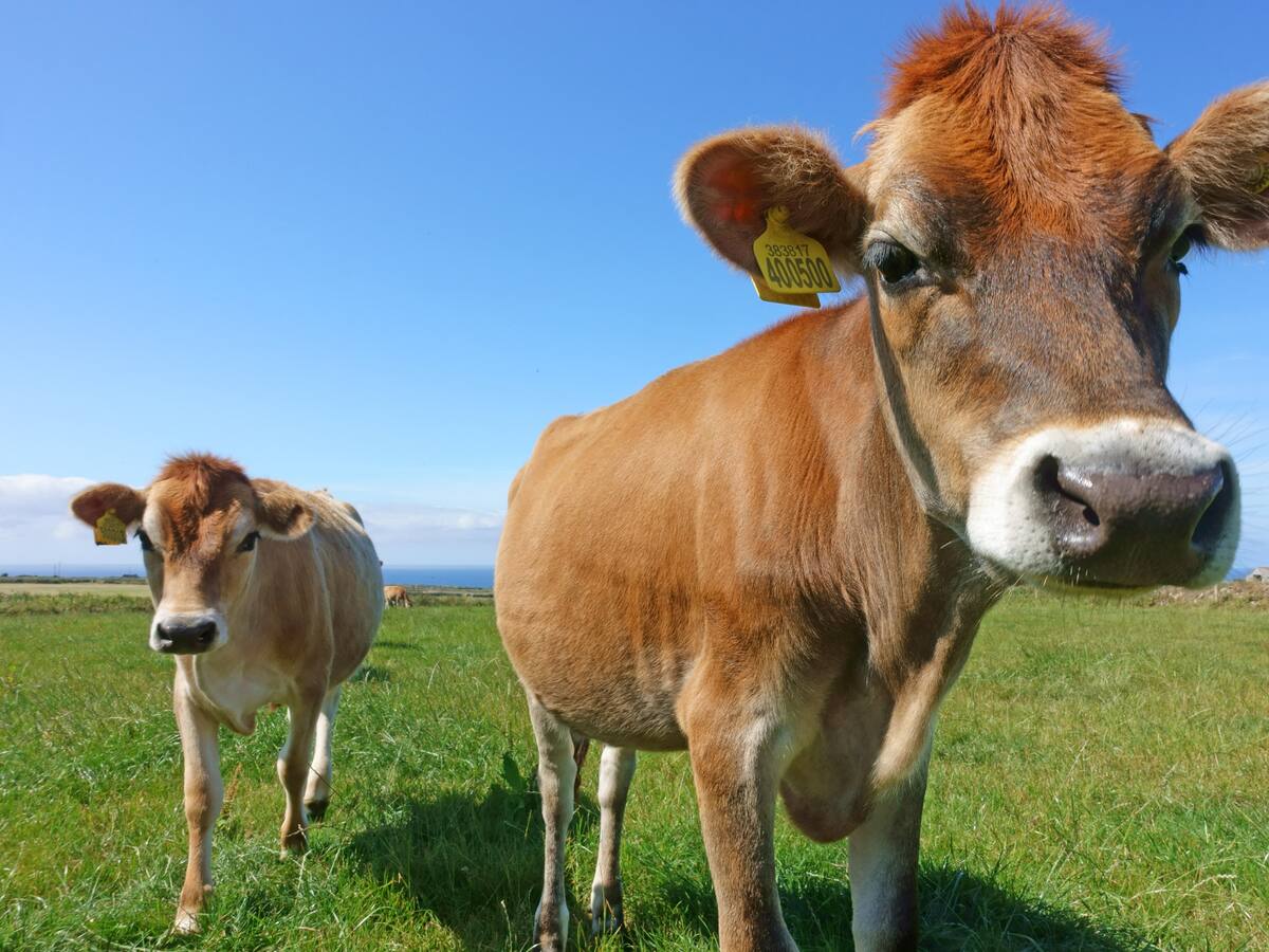 Una mujer fue embestida por un ternero que entró a un centro médico en Antioquia