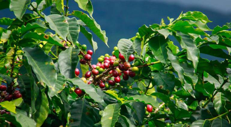 Producción de café