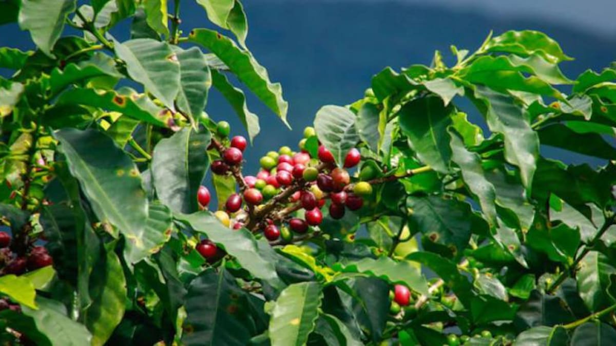 Producción de café entre marzo 2024 y febrero 2025 alcanzó cifra que no se veía hace 29 años
