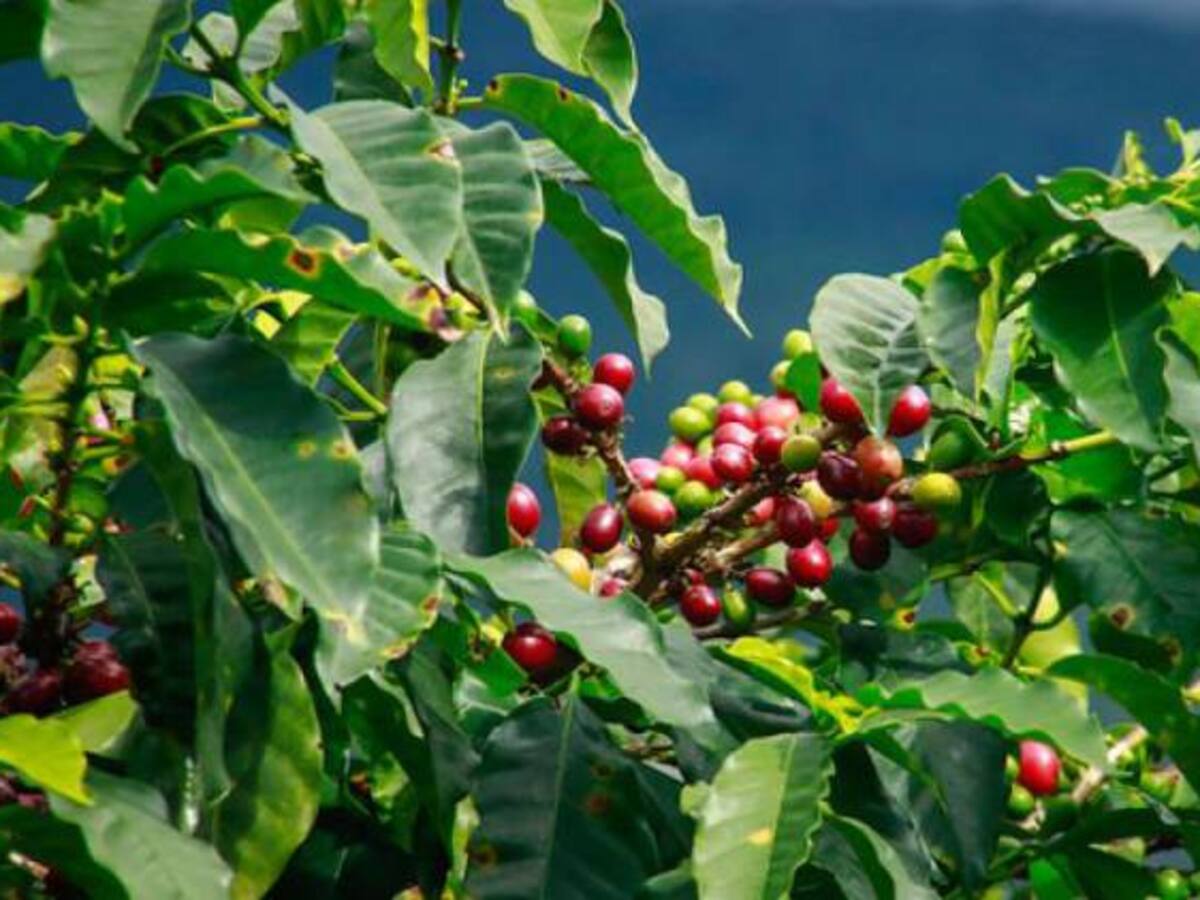 Producción de café entre marzo 2024 y febrero 2025 alcanzó cifra que no se veía hace 29 años