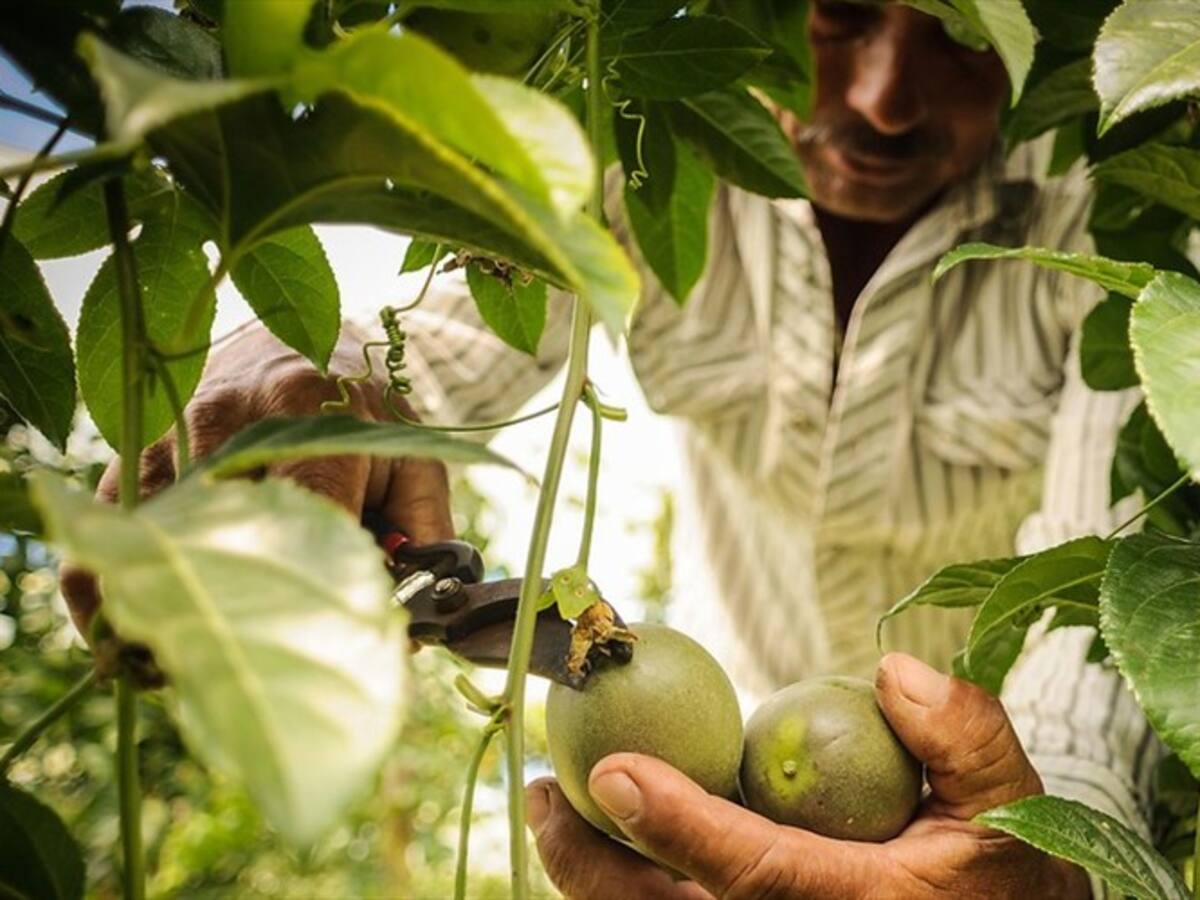 Colombia y Brasil destinan millonaria cifra para impulsar la agricultura comunitaria