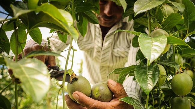 Colombia y Brasil destinan millonaria cifra para impulsar la agricultura comunitaria. Foto: Colprensa