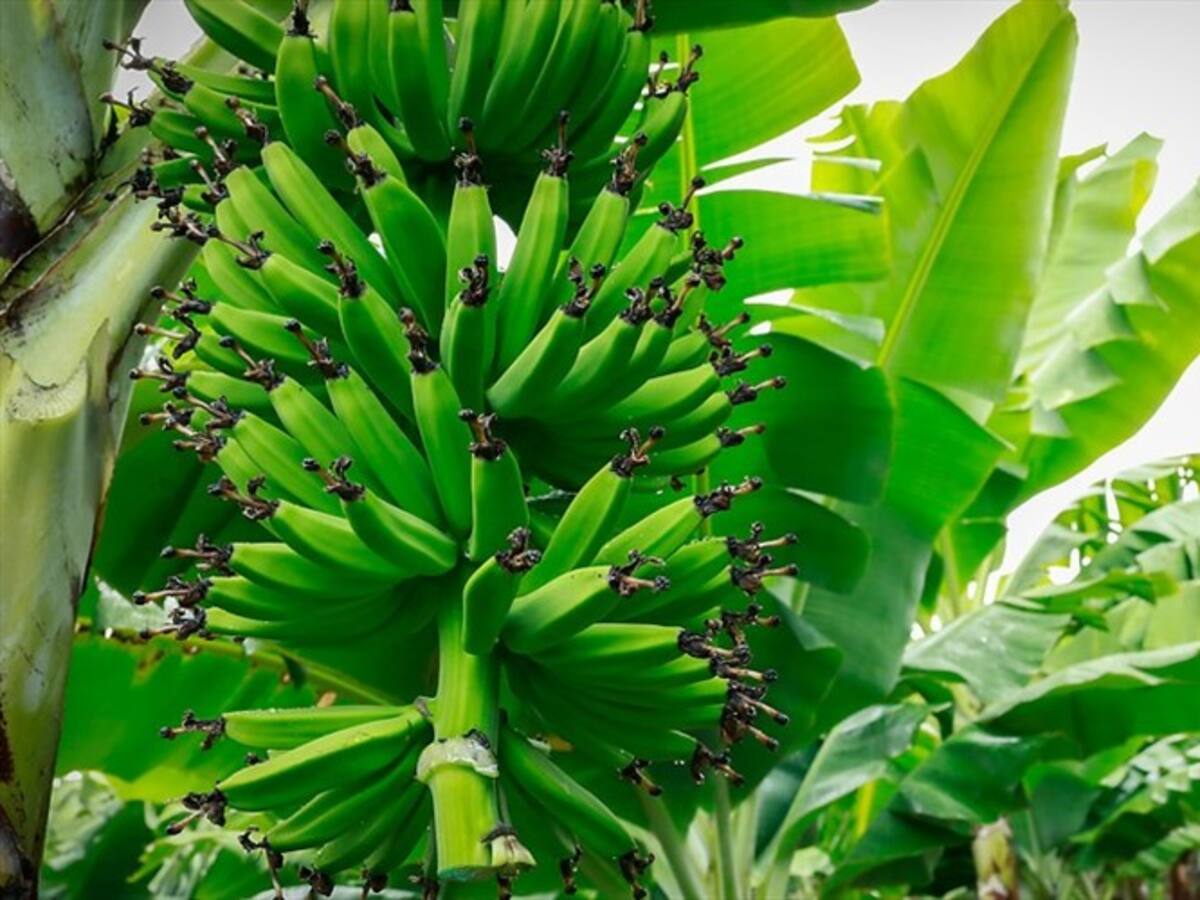 Gremios bananeros siguen luchando contra hongo que afecta plantaciones del sector