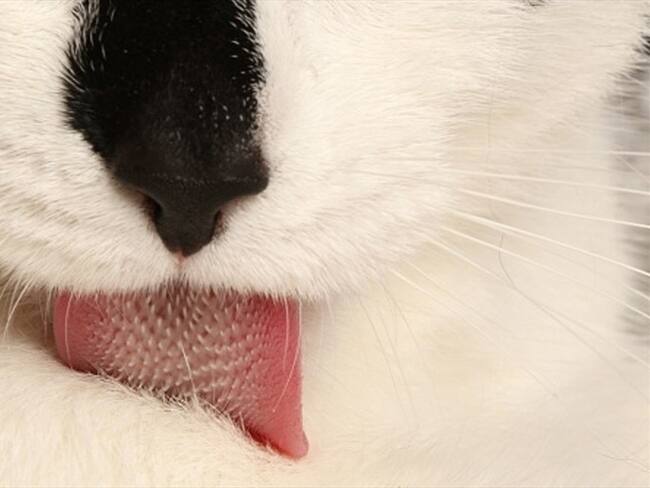 Así es como la lengua de los gatos está inspirando avances tecnológicos. Foto: Getty Images