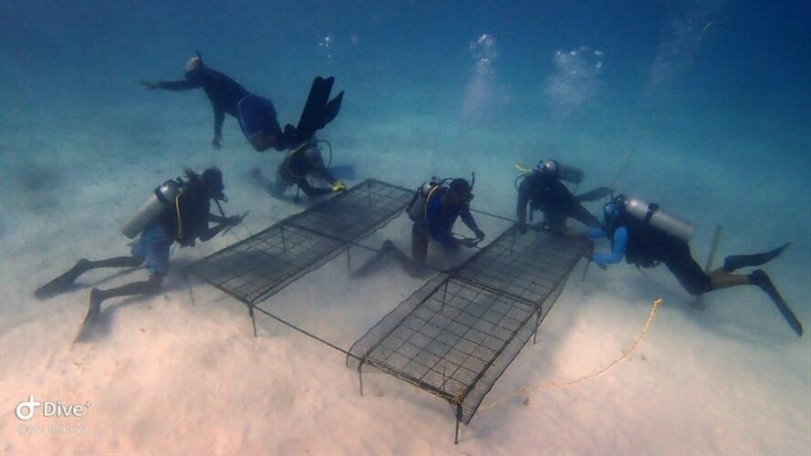 Así recuperan los corales afectados por el paso del huracán IOTA. Foto: Cortesía