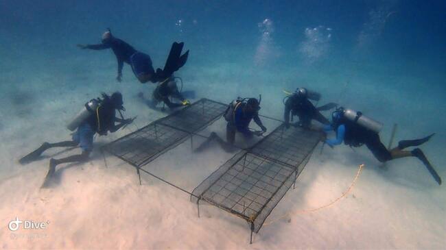 Así recuperan los corales afectados por el paso del huracán IOTA. Foto: Cortesía