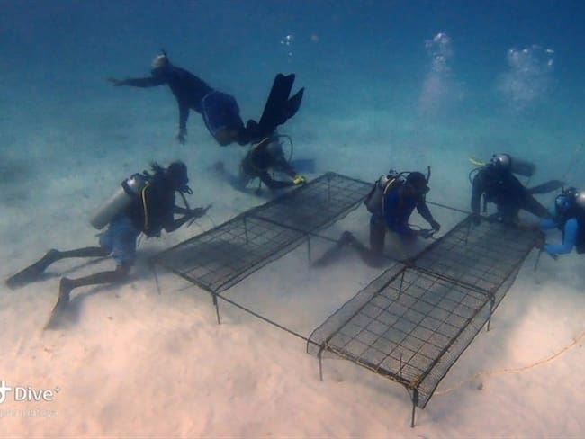 Así recuperan los corales afectados por el paso del huracán IOTA. Foto: Cortesía
