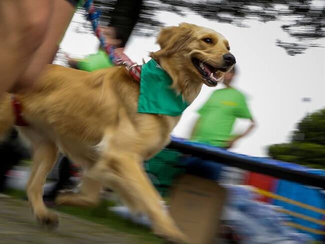 Se confirmó la muerte de siete perros al parecer por envenenamiento. Foto: Colprensa