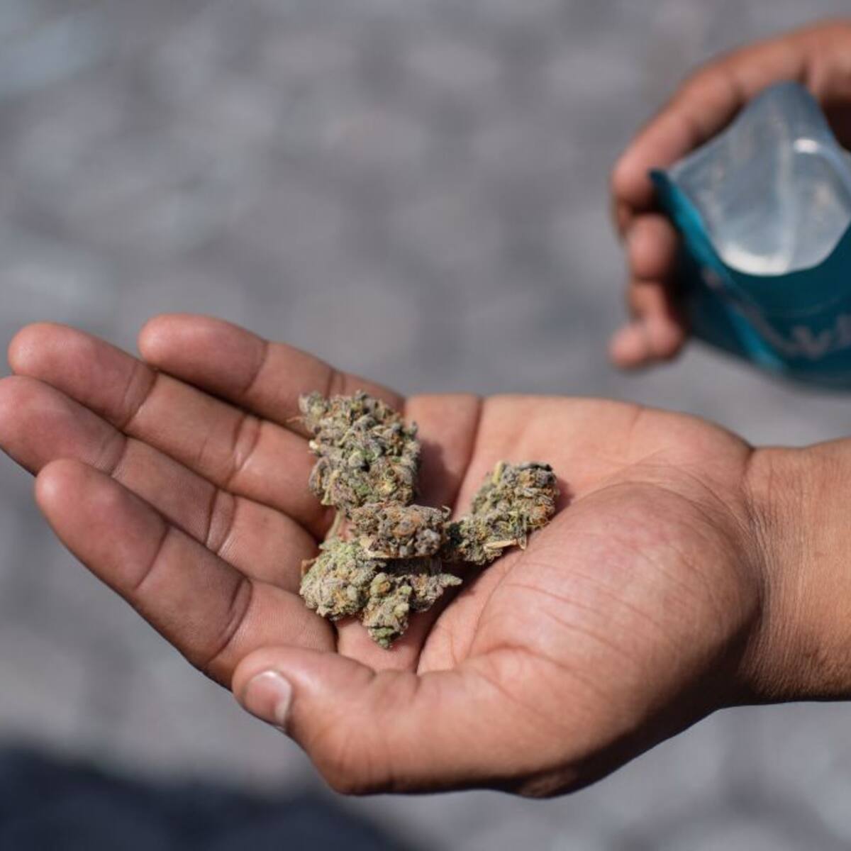 Entra en vigor la legalización de la marihuana en Alemania, ¿cuáles son las restricciones?