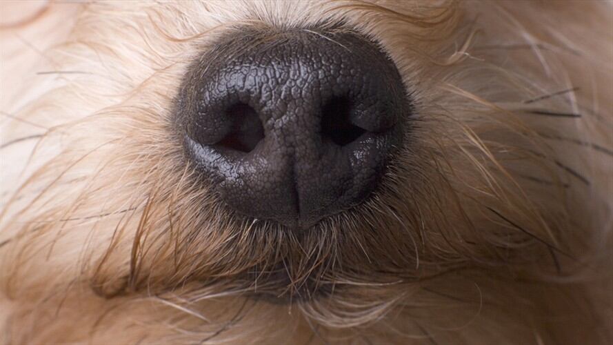 Fuentes judiciales informaron que prescribió el proceso penal que se adelantaba contra el médico Carlos Alberto Mora Alape por el delito de maltrato animal. Foto: Getty Images / JOE MCBRIDE