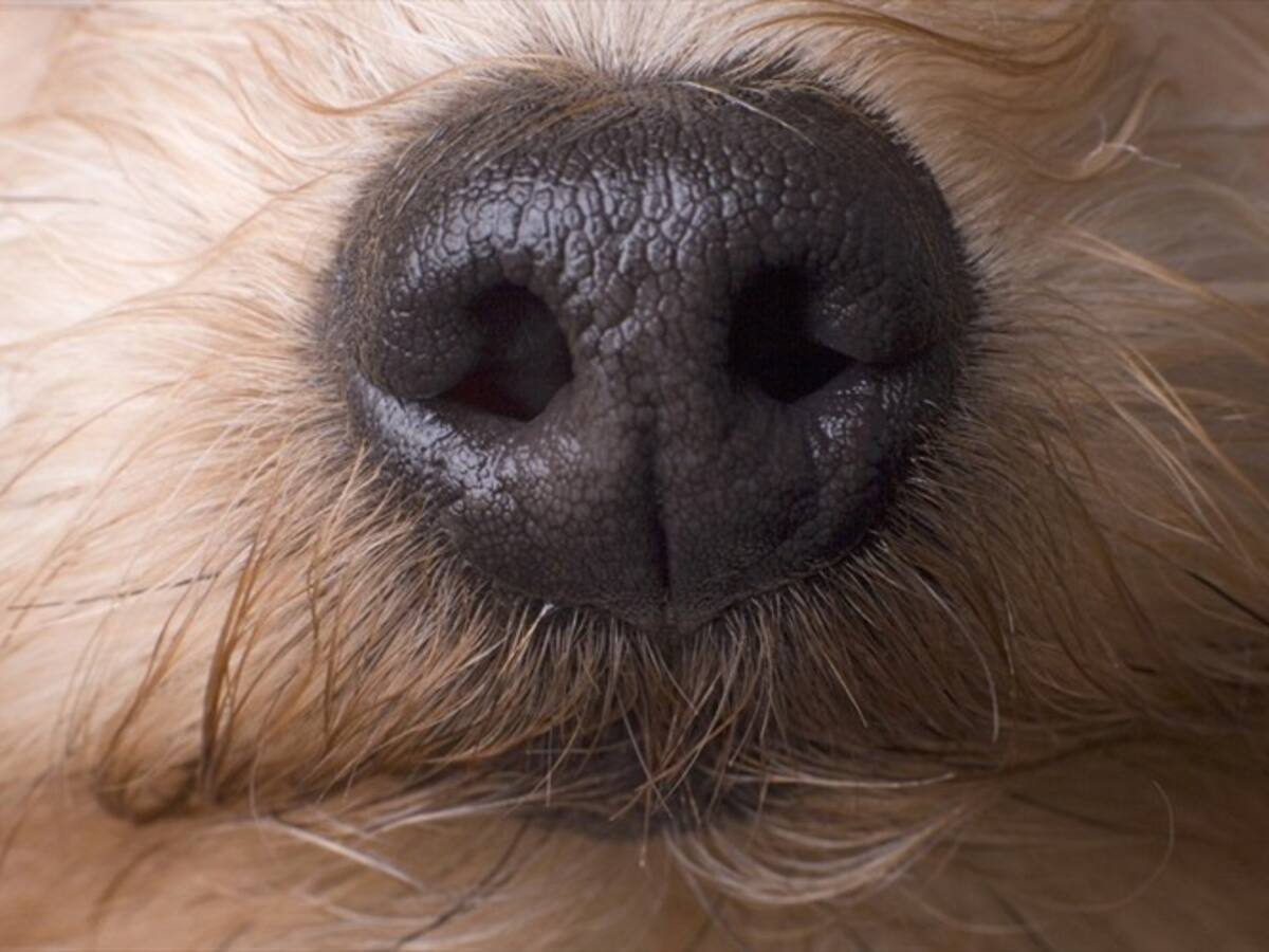 Prescribió proceso contra médico acusado de matar a patadas un perro