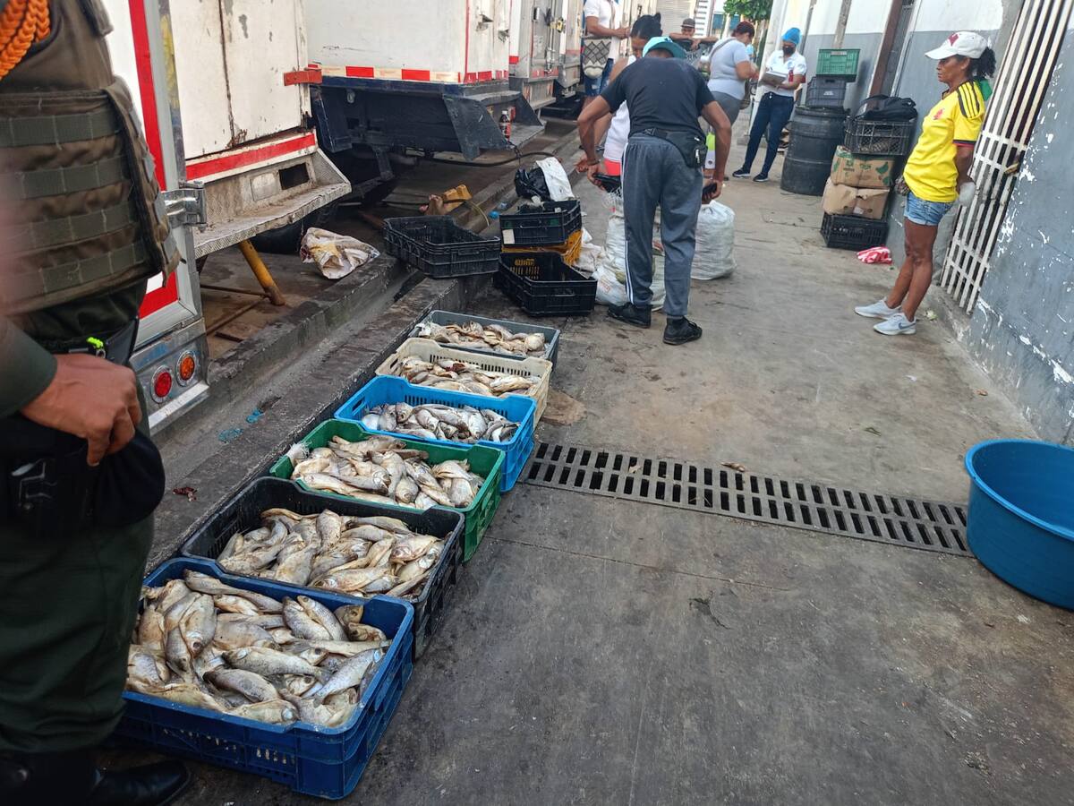 Autoridades en Santa Marta decomisaron 200 kilogramos de pescado en mal estado