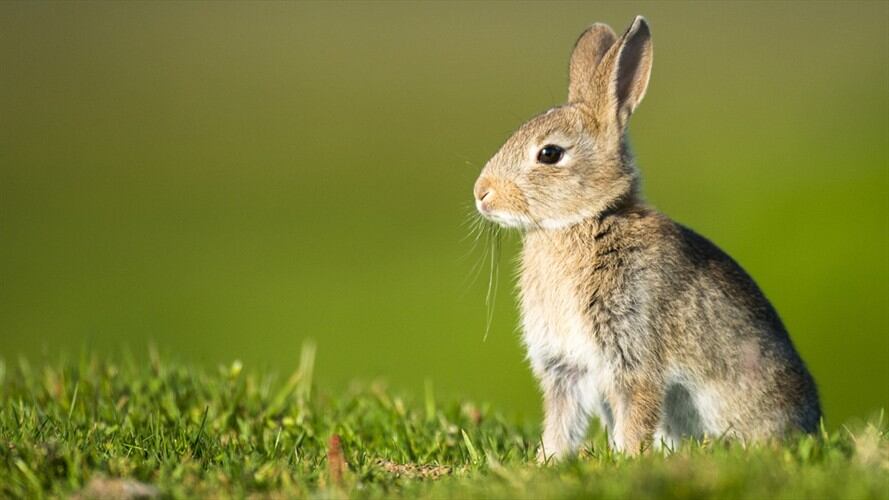 Conozca las marcas Cruelty Free que se venden en Colombia. Foto: Getty Images