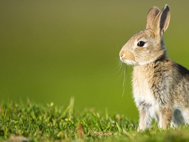 Conozca las marcas Cruelty Free que se venden en Colombia. Foto: Getty Images