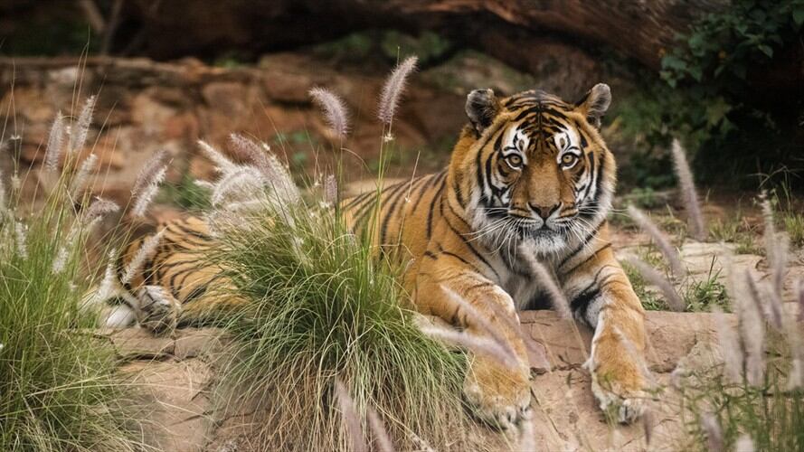 Diagnostican a tigre con Covid-19 en Nueva York. Foto: Getty Images