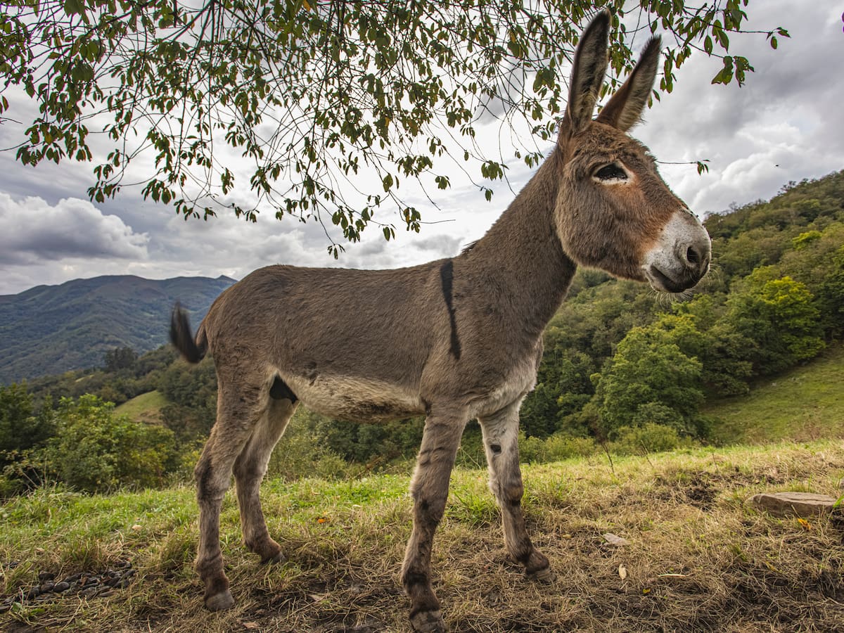 Soluciones W: mujer cordobesa recibirá un burro que usará como medio de transporte
