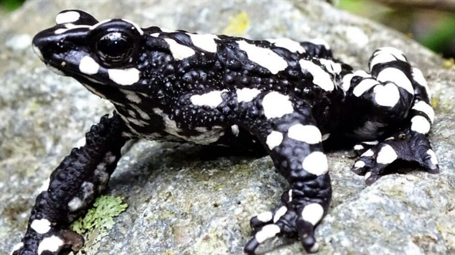 Redescubren rana 'Arlequín', que se consideraba extinta en la Sierra Nevada. Foto: Cortesía Unimagdalena