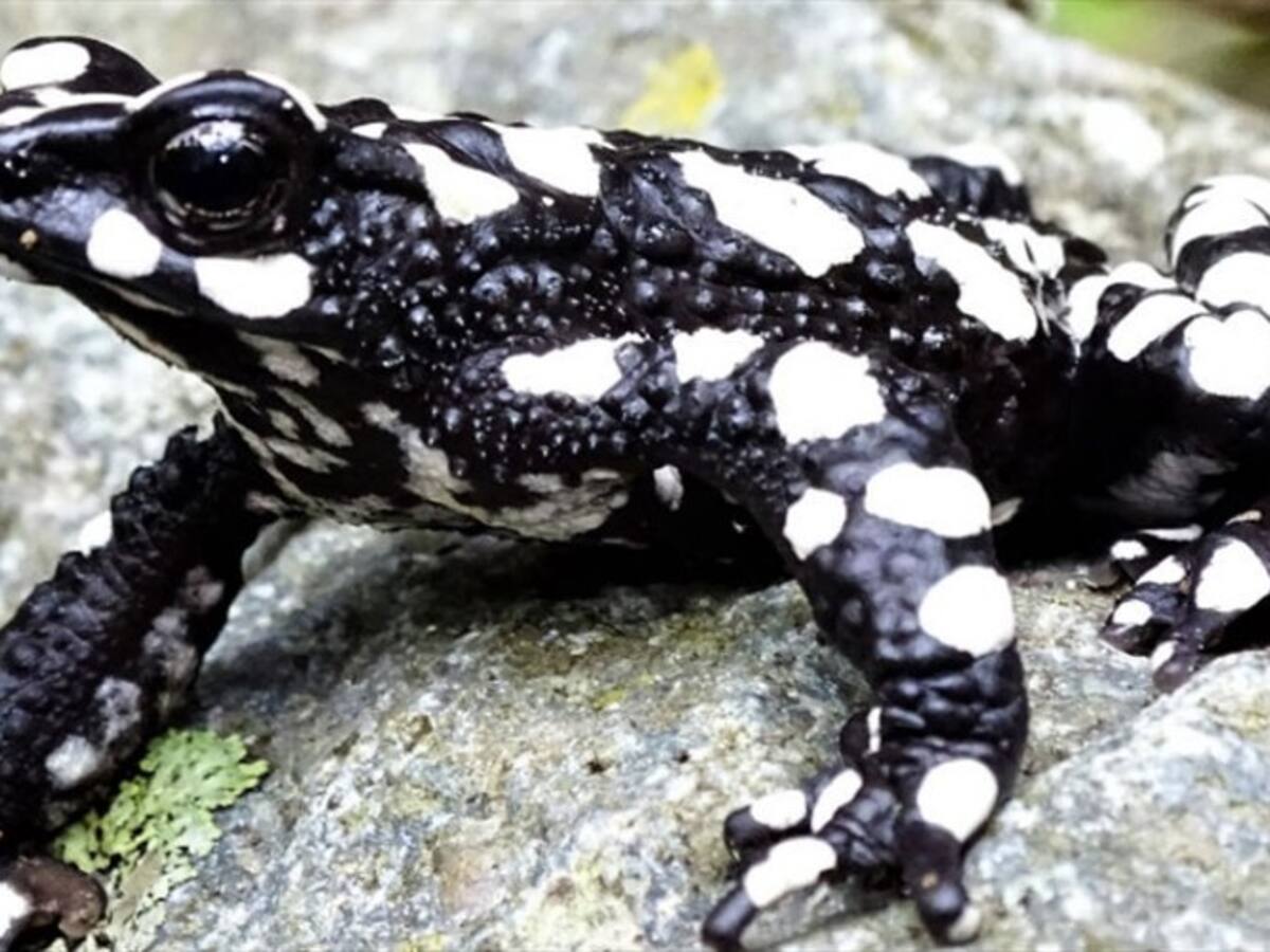 Redescubren rana 'Arlequín', que se consideraba extinta en la Sierra Nevada