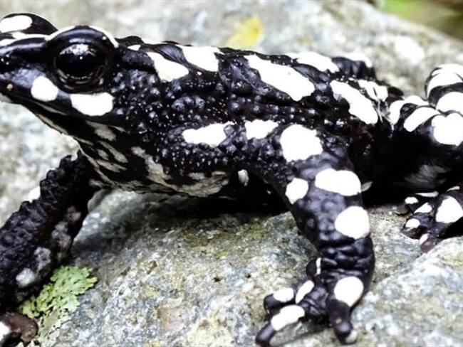Redescubren rana 'Arlequín', que se consideraba extinta en la Sierra Nevada. Foto: Cortesía Unimagdalena