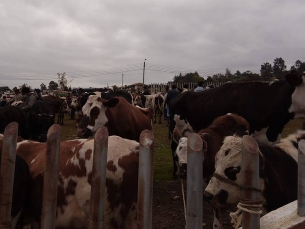 Boyacá: A pesar de la pandemia desde Toca aumenta venta de ganado